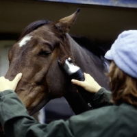 Picture of clipping a horse's head