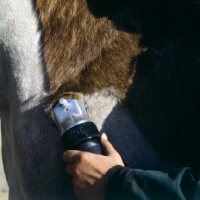 Picture of clipping a horse
