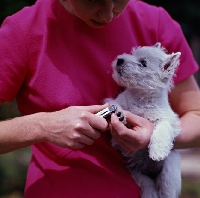 Picture of clipping nails of whwt puppy