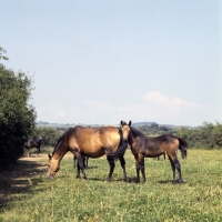Picture of Clonkeehan Tiger Lily, (2580) mare Clonkeehan Water Lily, Connemara foal full body 