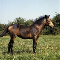 Picture of Clonkeehan Water Lily, Connemara foal