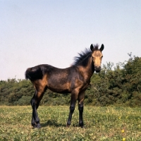 Picture of Clonkeehan Water Lily, Connemara foal, full body 