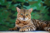 Picture of clos-up of bengal cat resting on camouflage background, champion Guru Nuvolari