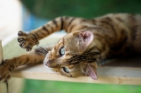 Picture of clos-up of bengal cat stretching