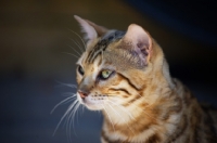 Picture of clos-up of bengal cat