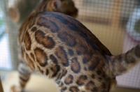 Picture of close-up of a Bengal cat fur, detail