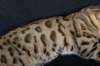 Picture of Close-up of a bengal cat fur on black background, studio shot, detail