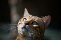 Picture of close-up of a bengal's head, champion Mainstreet Full Throttle of Guru