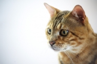 Picture of close-up of a bengal's head, champion Mainstreet Full Throttle of Guru