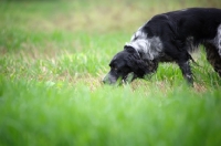 Picture of close-up of a black and white  English Setter smelling in a field