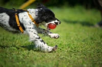 Picture of Close-up of a black and white springer playing running with a red ball in her mouth