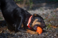 Picture of Close-up of a dobermann-cross playing with a toy on the lake shore
