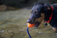 Picture of Close-up of a dobermann-cross holding a toy after retrieving it