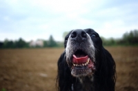 Picture of close-up of a English Setter head in a countryside scenery