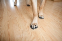 Picture of Close-up of a Fawn Mastiff's feet.