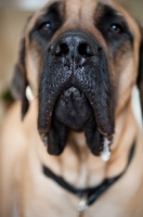 Picture of Close-up of a Fawn Mastiff's muzzle with drool.
