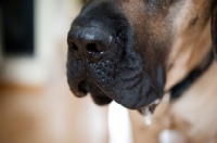 Picture of Close-up of a Fawn Mastiff's nose.