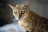 Picture of close-up of a golden bengal cat