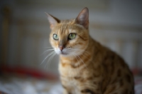 Picture of close-up of a green eyed golden bengal cat