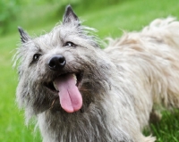 Picture of Close-up of a happy wheaten Cairn terrier in grassy yard.