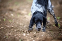 Picture of close-up of a wet black and white English Setter smelling the ground