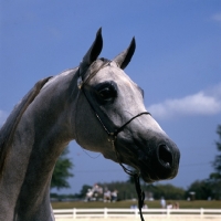 Picture of close-up of Arab USA head