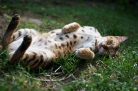 Picture of close-up of bengal cat rolling in the grass, white belly