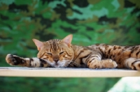 Picture of close-up of bengal cat sleeping 