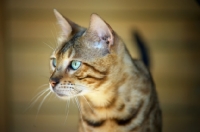 Picture of close-up of bengal cat