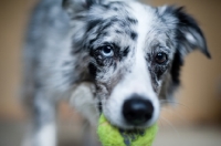 Picture of Close-up of blue merle Australian Shepherd holding tennis ball.