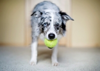 Picture of Close-up of blue merle Australian Shepherd holding tennis ball.