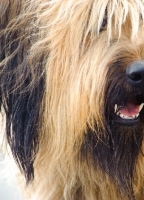 Picture of close-up of Briard