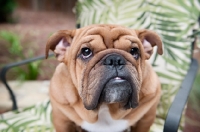 Picture of close-up of bulldog