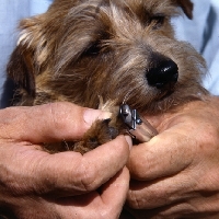 Picture of close-up of clipping a norfolk terrier's  nails 