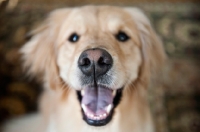 Picture of close-up of golden retriever's snout