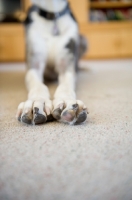 Picture of Close-up of Great Dane feet.
