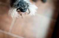 Picture of Close-up of salt and pepper Miniature Schnauzer nose on tile floor.