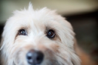 Picture of close-up of terrier mix's eyes