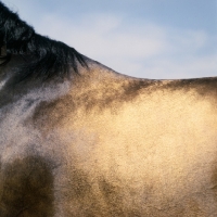 Picture of close-up of the coat of an akhal teke