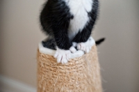 Picture of close-up of tuxedo kitten's polydactyl paw