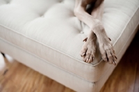 Picture of Close-up of Weimaraner paws lying on sofa.