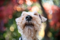Picture of close-up of welsh terrier nose