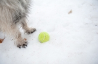 Picture of Close-up of Wheaten Cairn terrier front paws in snow, waiting for tennis ball to be thrown.
