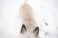 Picture of Close-up of Wheaten Cairn terrier ears and body in the snow.