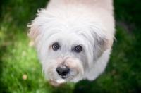 Picture of close-up of wheaten terrier's face