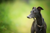 Picture of close-up portrait of a black italian greyhound standing in a field