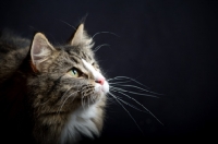 Picture of Close-up portrait of Alchimia Salina in front of a black background, studio shot