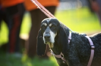 Picture of close-up portrait of bluetick coonhound with a pink harness