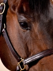 Picture of Close up head shot of bay Quarter horse