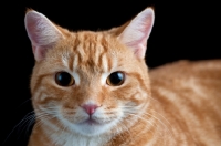 Picture of close up headshot of a ginger cat